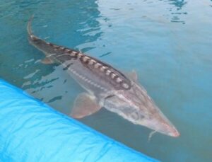 信濃川に「幻の魚」現る!?まさかのチョウザメ捕獲!